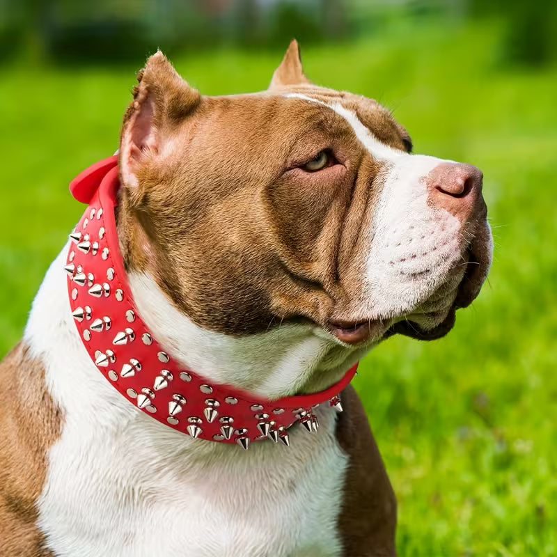 Personalized Anti-Chew PU Dog Collar