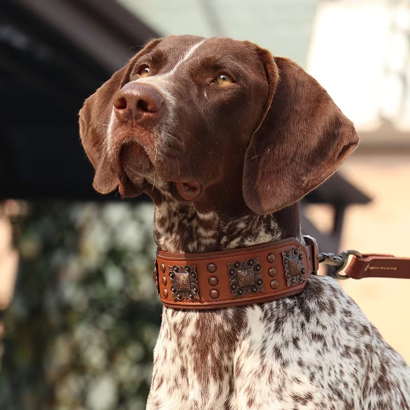 Heavy Duty Studded Leather Dog Collar