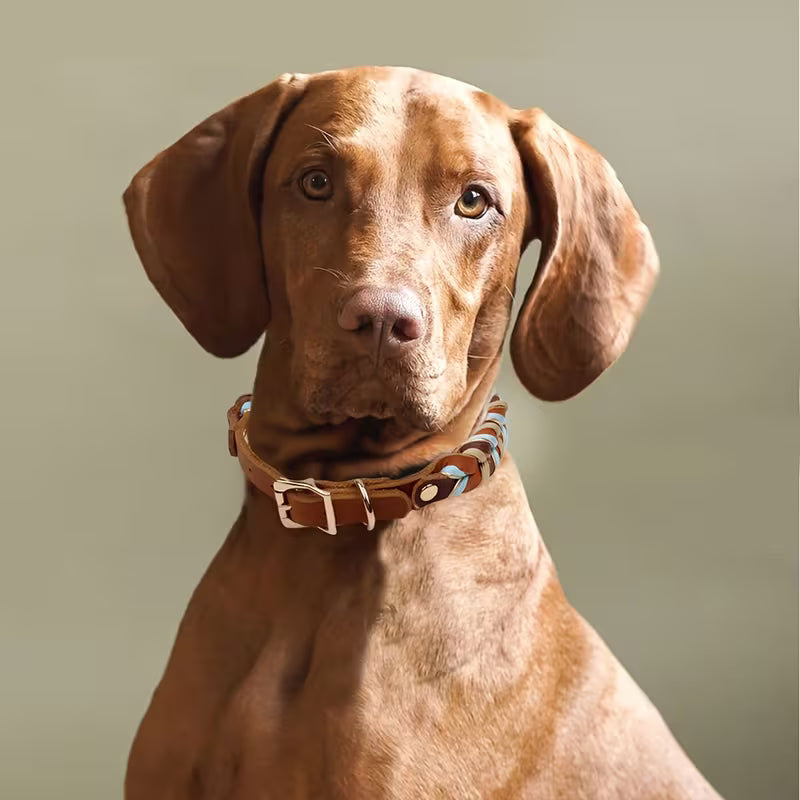Hand-Woven Cowhide Dog Collar