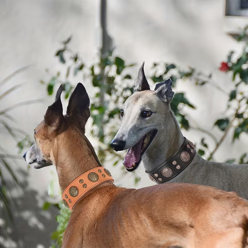Dog Collar for Medium and Large Dogs