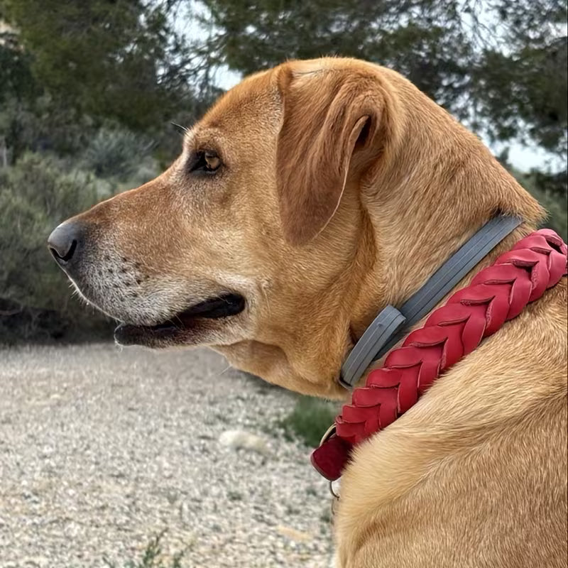 Braided Cowhide Dog Collar with Metal Buckle
