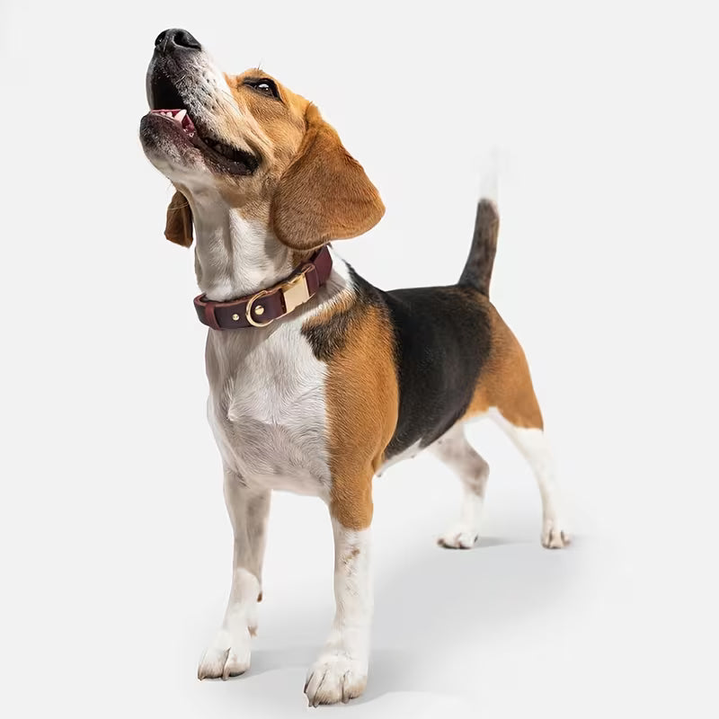Dog Collar, 3 Sizes for Puppies/Small/Medium Dog,